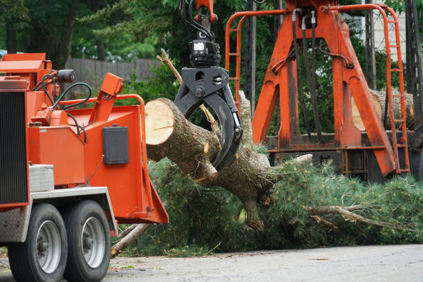 Professional Tree Care  in Fosston, MN